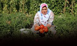 Yamanlar ‘Domates Şenliği’ ile yeniden doğuyor!