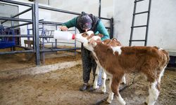 27 yıl evinde oturdu şimdi kurduğu çiftliğin başında