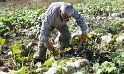 Yıllarca bozulmuyor tanesi 20 kilo geliyor: Bu sene 1200 ton rekolte bekleniyor