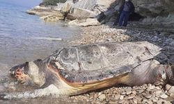 Kuşadası'nda ölü caretta caretta bulundu