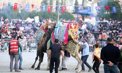 Aydın'da deve güreşi festivali düzenlendi