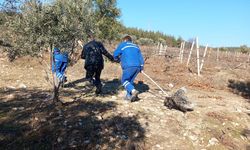 Manisa'da, kuyuya düşen 2 kirpi kurtarıldı