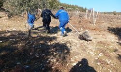 Manisa'da, kuyuya düşen 2 kirpi kurtarıldı