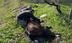 Kemalpaşa'da yaralı Yılkı Atına anında müdahale