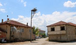 Elektrik direği, 18 yıldır leyleklerin yuvası