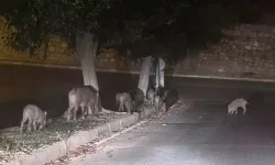 Muğla'da yaban domuzlarıyla mücadele kararı