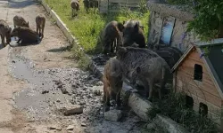 İlçe merkezine inen yaban domuzlarına karşı mücadele başlatıldı