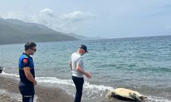 Datça sahilinde ölü caretta caretta bulundu