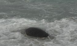 Datça'da sahilde ölü caretta caretta bulundu