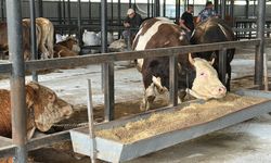 1,2 tonluk boğa, 350 bin liraya alıcı buldu