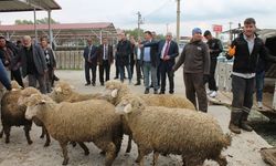 500 küçükbaş teslim edildi