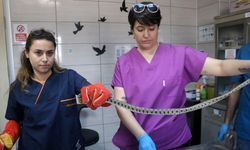 Tedavi edilen su yılanı doğaya salındı