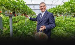 Dikili'de üreticiye can suyu... Tugay'dan çiftçiye destek sözü