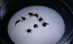 Sivas’ta KKKA alarmı... 8 kişiye tanı kondu, 1 kişi öldü!