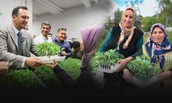 Bornova'da üreticiye destek... 400 bin yazlık fide dağıtımı başladı!