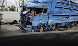 İzmir'e hayvan taşıyan kamyon devrildi... 30 koyun telef oldu!
