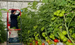 Jeotermal serada üretilen 500 ton domates ihraç edildi
