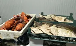 İzmir'de su ürünleri denetimi... Ceza yağdı!