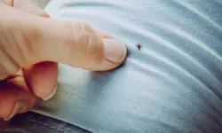Kene kabusu devam ediyor... 2 ölü, 6 kişi hastanede