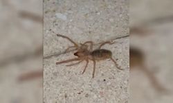 Havaların ısınmasıyla görülmeye başlandı... 1 metre zıplayabiliyor ve zehirli!