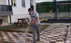 Çay'da 'zehirli uğur böceği' tedirginliği