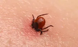 Kene kabusu sürüyor... Bir kişi daha hayatını kaybetti!