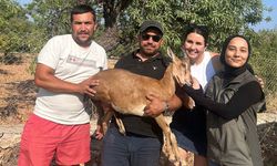 Datça'da bahçede bitkin halde bulunan yaban keçisi kurtarıldı