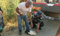 Ayağına ip dolanan yavru leyleği vatandaşların dikkati kurtardı
