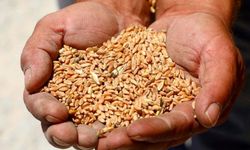 Bodrum Beledi̇yesi̇'nden 3,5 ton karakılçık buğdayı hasadı