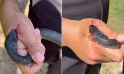 'Zararsız, öldürmeyin' dediği yılan bir anda elini ısırdı!