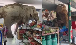 Fil markete girdi, ne var ne yok yedi! Dükkan sahibi sapanla kovaladı