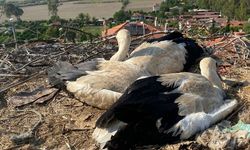 Muğla'da ayaklarına ip dolanan leylek yavruları kurtarıldı