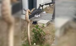 Evin boşluğundaki yılan itfaiye ekiplerince yakalandı