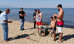 İzmir'de 57 caretta caretta yumurtası koruma altına alındı