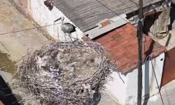 Ayağına ip dolanan leylek yavrusu kurtarıldı!