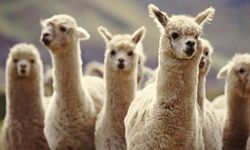 Bilim insanları geliştirdi: Şizofreniye 'lama' tedavisi!