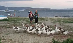 Denizde yüzen kazları CİMER'e şikayet ettiler