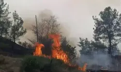 Denizli'deki yangında 7 hektar alan zarar gördü