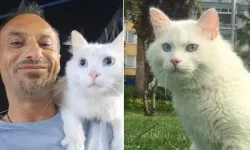 Her yerde kedisini arıyor: Bulana 10 bin lira verecek