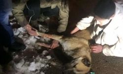Köpekleri katletmekle suçlanan doktor hakkında karar