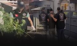 İş yerinde kenevir yetiştirmişler! 3 şüpheliye gözaltı