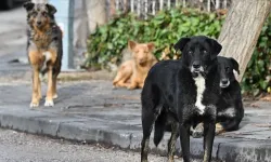 İstanbul Valiliği'nden sokak hayvanları için son dakika talimatı!