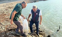Kemer Barajı'na 600 bin adet sazan yavrusu bırakıldı