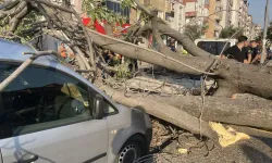 Aydın'da üzerine ağaç devrilen otomobilde hasar oluştu