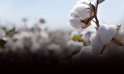 Ege'nin beyaz altınında korkutan rekolte düşüşü!