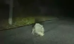 Aydın'da nesli tükenme altındaki oklu kirpi görüldü