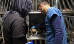 Buca’da 3 bin 54 sokak kedisi kısırlaştırıldı