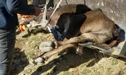 Dere yatağında mahsur kaldı: 2.5 saatlik operasyonla kurtarıldı