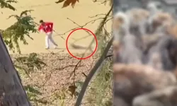 Köpeği yerde sürüklemişti: Belediye personeli gözaltında