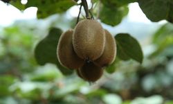 Kivi sezonu açıldı: Fiyatlar yüzde yüz oranında arttı!